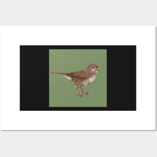 Sweet Fox Sparrow Posters and Art